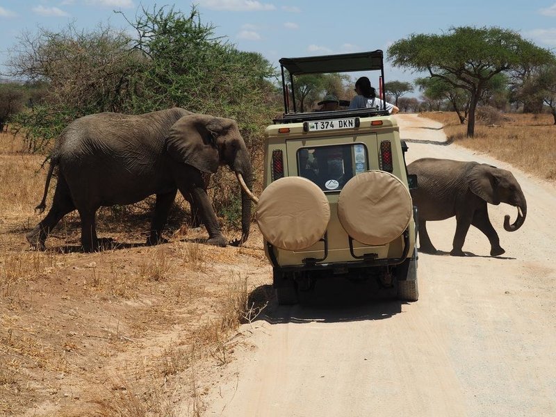 Serengeti ve Ngorongoro: 2 Gece 3 Günlük Kamp Safari
